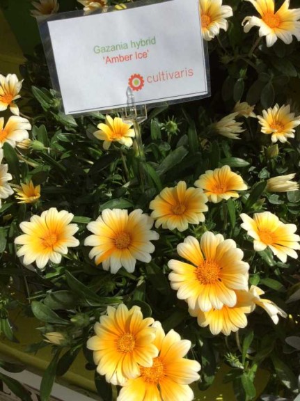 Gazania hybrid 'Amber Ice' (Cultivaris)