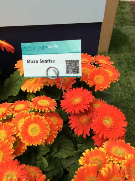 Gerbera 'Micro Sunrise' (Flori Line)