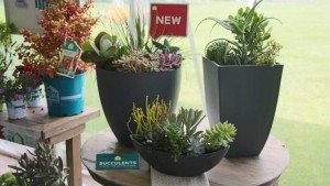 HGTV Incorporates Plants Into Lifestyles And Helps Consumers Solve Design And Function Concerns