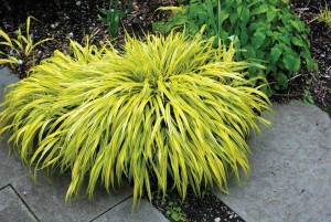Grass For Shade - Hakonechloa macra 'Aureola'