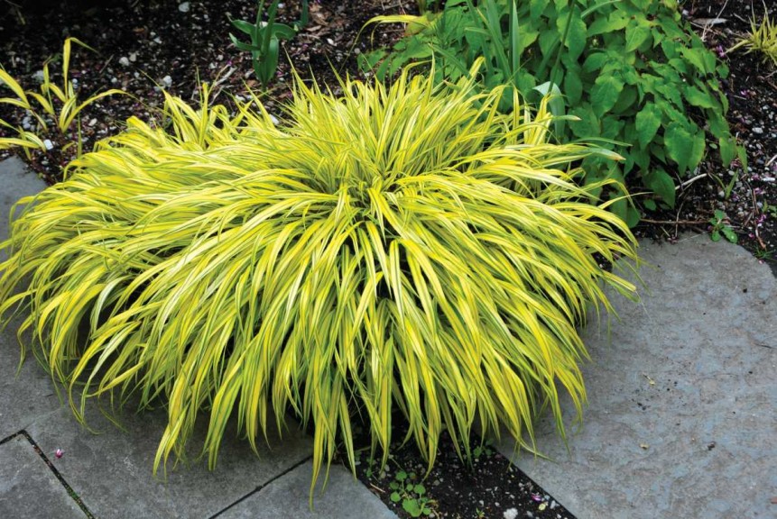 Grass For Shade - Hakonechloa macra 'Aureola'