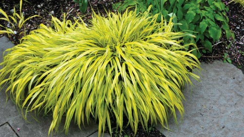 Ornamental Grasses — A Few Thoughts