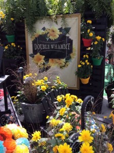 Helianthus 'Double Whammy' (Pacific Plug & Liner)