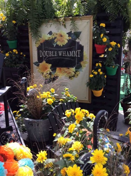 Helianthus 'Double Whammy' (Pacific Plug & Liner)