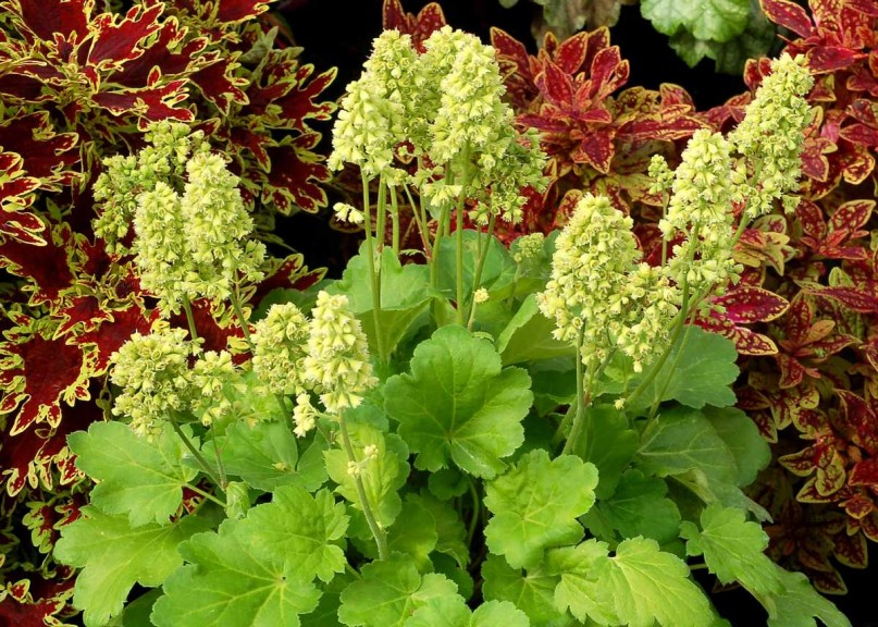 Heuchera 'Blondie in Lime'