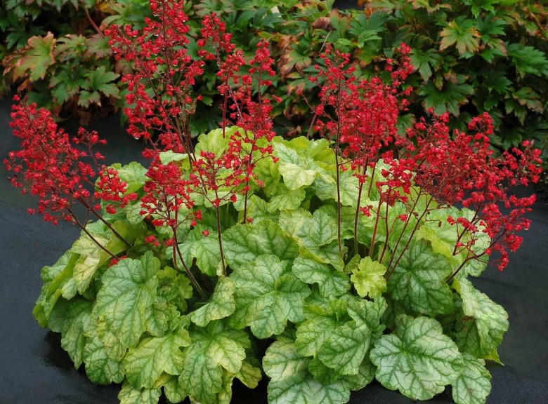 Heuchera 'Tokyo'