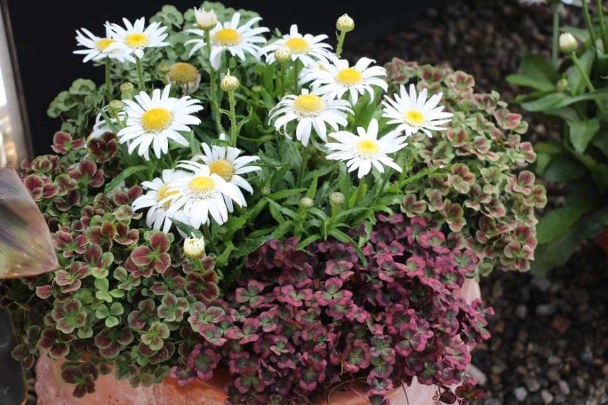 2015 California Spring Trials: Green Fuse Botanicals