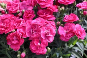 2015 California Spring Trials: Green Fuse Botanicals
