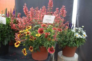 2015 California Spring Trials: Green Fuse Botanicals