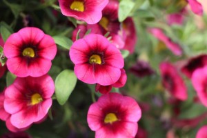 2015 California Spring Trials: Green Fuse Botanicals