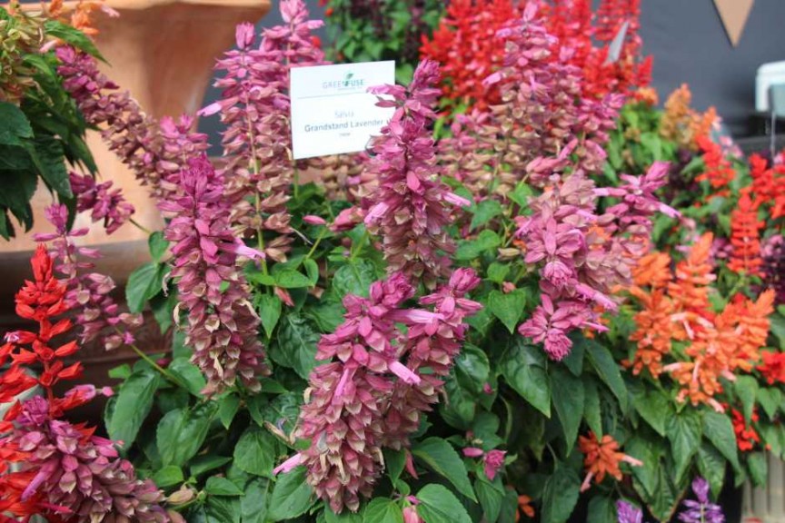 2015 California Spring Trials: Green Fuse Botanicals