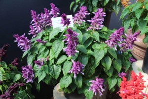 2015 California Spring Trials: Green Fuse Botanicals