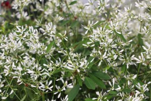 2015 California Spring Trials: Green Fuse Botanicals