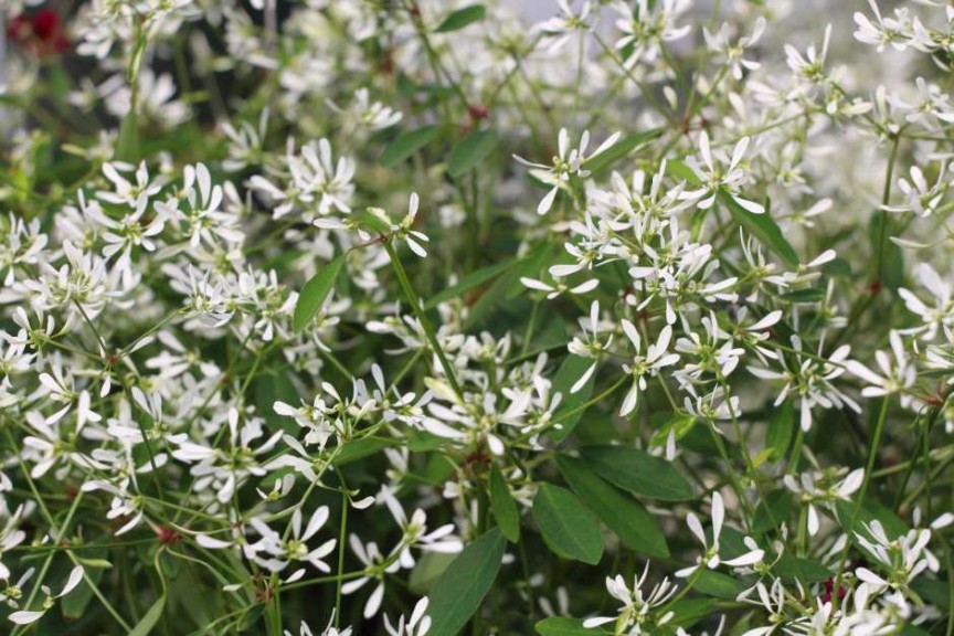 2015 California Spring Trials: Green Fuse Botanicals