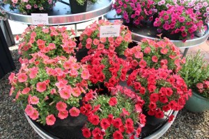 2015 California Spring Trials: Green Fuse Botanicals