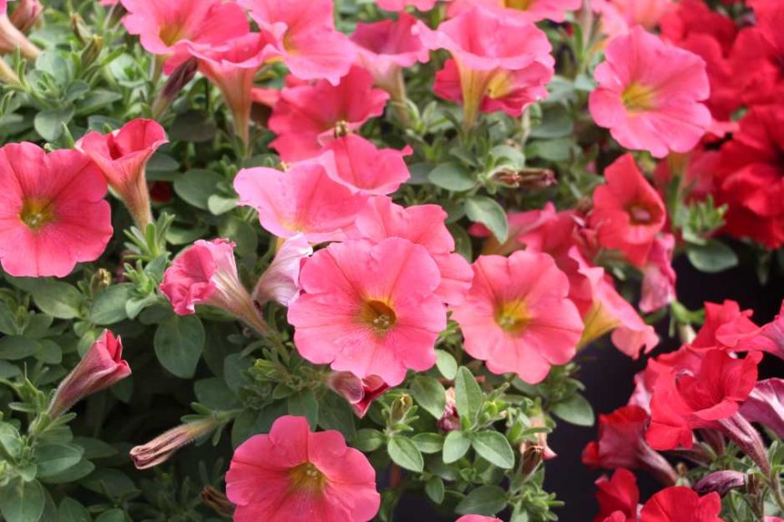 2015 California Spring Trials: Green Fuse Botanicals