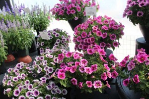 2015 California Spring Trials: Green Fuse Botanicals
