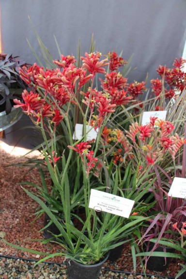 2015 California Spring Trials: Green Fuse Botanicals