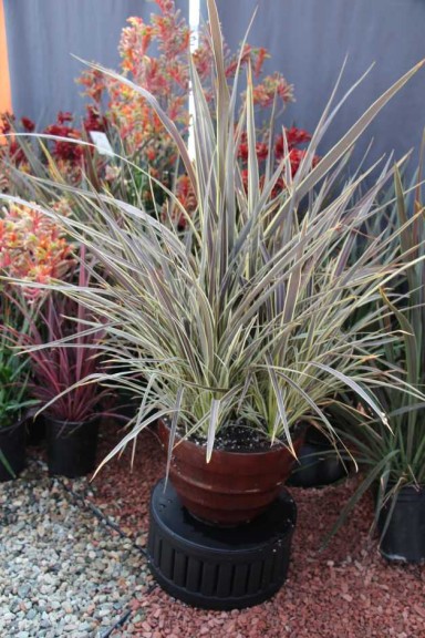 2015 California Spring Trials: Green Fuse Botanicals