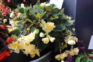 2015 California Spring Trials: Green Fuse Botanicals