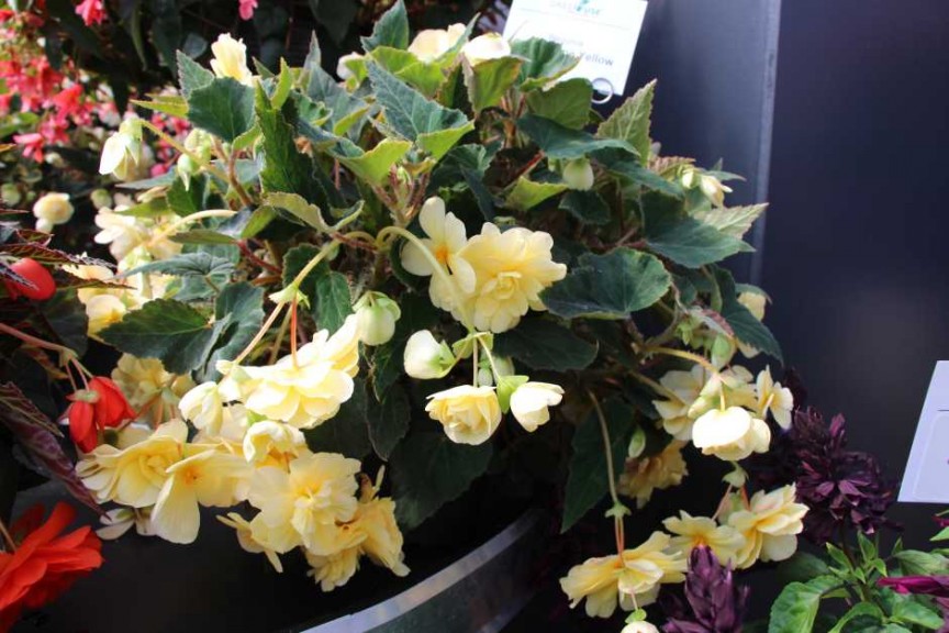 2015 California Spring Trials: Green Fuse Botanicals