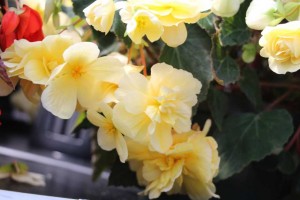 2015 California Spring Trials: Green Fuse Botanicals