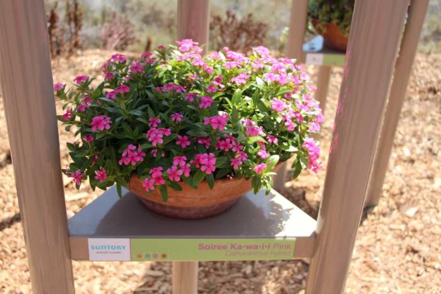 Suntory Flowers/EuroAmerican Propagators CAST 2015 Introductions