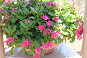 Suntory Flowers/EuroAmerican Propagators CAST 2015 Introductions