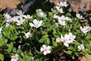 Suntory Flowers/EuroAmerican Propagators CAST 2015 Introductions