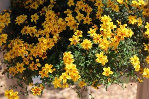 Suntory Flowers/EuroAmerican Propagators CAST 2015 Introductions