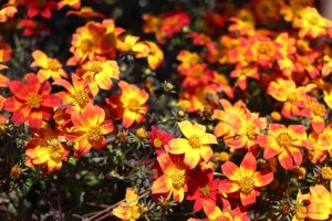 Suntory Flowers/EuroAmerican Propagators CAST 2015 Introductions