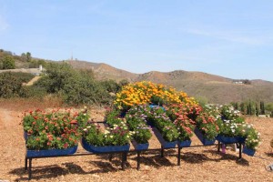 Suntory Flowers/EuroAmerican Propagators CAST 2015 Introductions