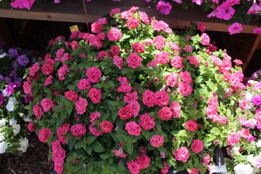 Suntory Flowers/EuroAmerican Propagators CAST 2015 Introductions