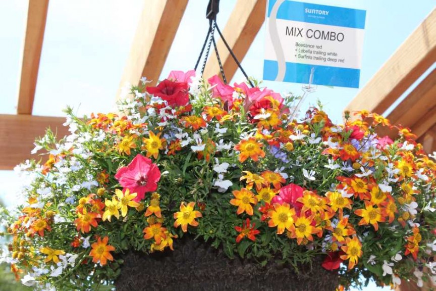 Suntory Flowers/EuroAmerican Propagators CAST 2015 Introductions