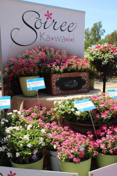 Suntory Flowers/EuroAmerican Propagators CAST 2015 Introductions