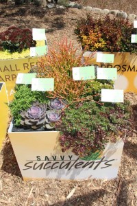 Suntory Flowers/EuroAmerican Propagators CAST 2015 Introductions