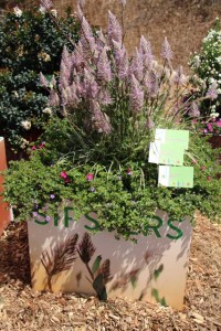 Suntory Flowers/EuroAmerican Propagators CAST 2015 Introductions