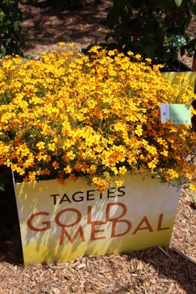 Suntory Flowers/EuroAmerican Propagators CAST 2015 Introductions