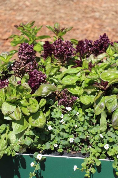 Suntory Flowers/EuroAmerican Propagators CAST 2015 Introductions