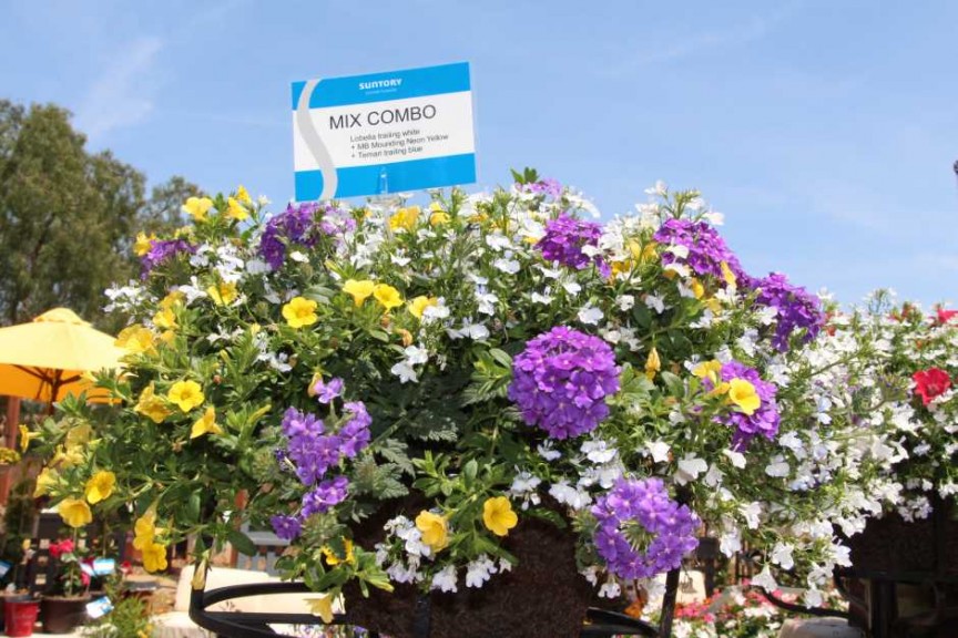 Suntory Flowers/EuroAmerican Propagators CAST 2015 Introductions