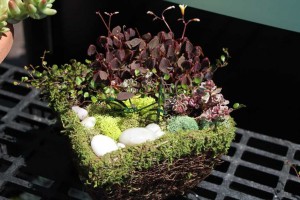 Suntory Flowers/EuroAmerican Propagators CAST 2015 Introductions