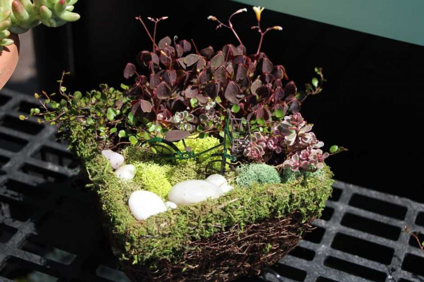 Suntory Flowers/EuroAmerican Propagators CAST 2015 Introductions