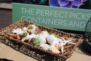 Suntory Flowers/EuroAmerican Propagators CAST 2015 Introductions