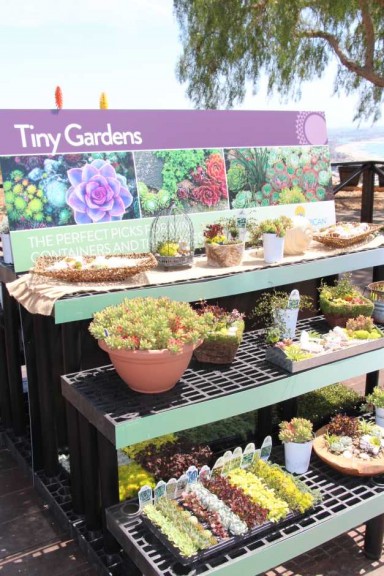 Suntory Flowers/EuroAmerican Propagators CAST 2015 Introductions