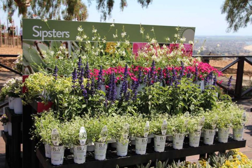 Suntory Flowers/EuroAmerican Propagators CAST 2015 Introductions