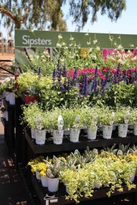 Suntory Flowers/EuroAmerican Propagators CAST 2015 Introductions