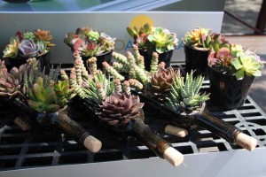 Suntory Flowers/EuroAmerican Propagators CAST 2015 Introductions