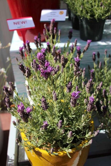 Ball Horticultural Co. CAST 2015 Intros