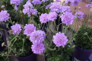 Ball Horticultural Co. CAST 2015 Intros