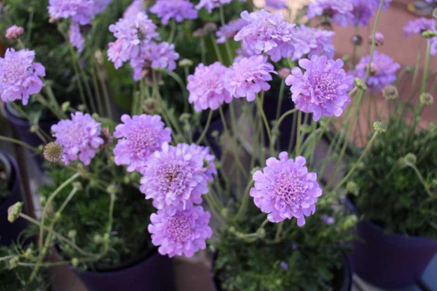 Ball Horticultural Co. CAST 2015 Intros